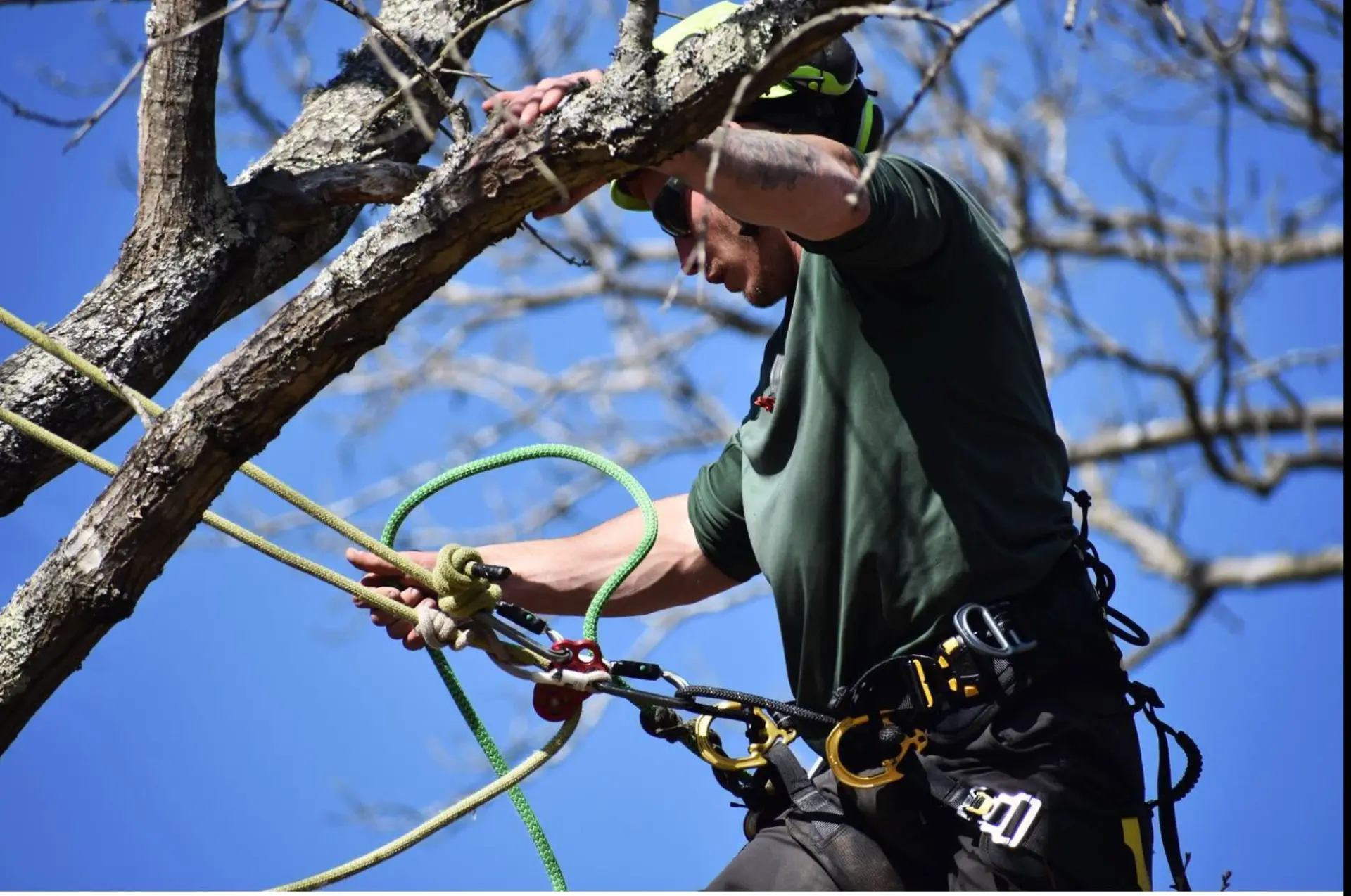 Climber tied in with rope, harness, and helmet working in a tree